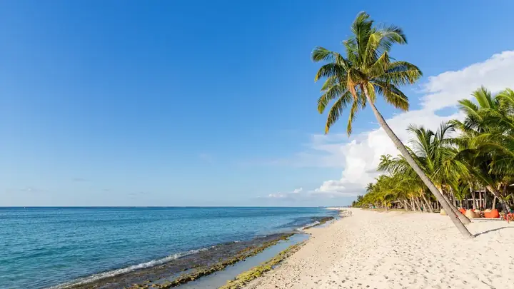Mauritius tropical beach and palm trees